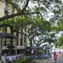 Legislação sobre Arvoredo urbano