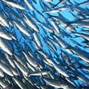 Legislação sobre Pescas