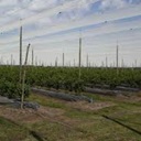 Legislação sobre Catálogo Nacional de Variedades de Espécies Agrícolas e de Espécies Hortícolas